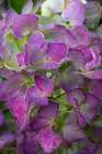 USA, Washington State, Sammamish. Garden hydrangea close-up of flower head Art Print